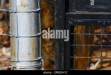 (160520) -- VAALWATER, 19 mai 2016 -- un des 33 anciens lions du cirque regarde hors de son enclos au sanctuaire Emoya Big Cat, Vaalwater, province du Limpopo, au nord de l Afrique du Sud, le 19 mai 2016. Trois lions secourus par les Stichting Leeuw de Hollande sont arrivés jeudi à leur nouvelle maison, le Sanctuaire Emoya Big Cat. Emoya signifie Bienvenue à la maison en langue swazi. Le Sanctuaire, d’une superficie de 5 000 hectares, abrite actuellement 44 grands félins. Trente-trois d'entre eux étaient des lions sauvés des cirques à travers le Pérou et la Colombie et sont arrivés ici le 1 mai 2016. La réception des 3 lions est Emoya s. Banque D'Images