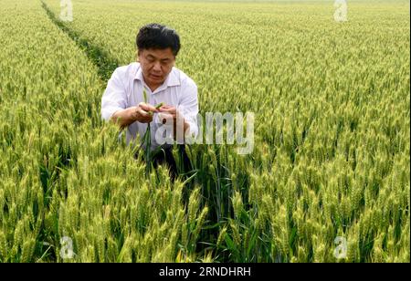 (160521) -- ZHENGZHOU, le 21 mai 2016 -- Wang Jianhong, technicien agricole, examine les blés sur le terrain dans le comté de Xunxian, province du Henan, au centre de la Chine, le 19 mai 2016. Ici, les agriculteurs se préparent pour la récolte de blé en juin. La production de blé de la province du Henan représente un quart du total national. Sa superficie de plantation de blé en 2016 s'élève à 80 millions de mu (5,33 millions d'hectares). (lfj) CHINA-HENAN-WHEAT GROWTH (CN) ZhuxXiang PUBLICATIONxNOTxINxCHN 160521 Zhengzhou Mai 21 2016 technicien agricole Wang Jianhong examine les blé dans le champ dans le comté de XUNXIAN Central China S Henan Provin Banque D'Images