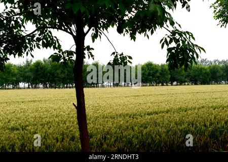 (160521) -- ZHENGZHOU, le 21 mai 2016 -- des champs de blé sont observés dans le comté de Neihuang, dans la province du Henan, au centre de la Chine, le 19 mai 2016. Ici, les agriculteurs se préparent pour la récolte de blé en juin. La production de blé de la province du Henan représente un quart du total national. Sa superficie de plantation de blé en 2016 s'élève à 80 millions de mu (5,33 millions d'hectares). (lfj) CHINA-HENAN-WHEAT GROWTH (CN) ZhuxXiang PUBLICATIONxNOTxINxCHN 160521 Zhengzhou Mai 21 2016 les champs de blé sont des lacs dans le comté de NEIHUANG Central China S Henan province Mai 19 2016 les agriculteurs se préparent ici pour la récolte de blé en juin production de blé de H Banque D'Images