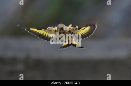 (160528) -- PÉKIN, 27 mai 2016 -- une photo prise le 27 mai 2016 montre un palonnier volant au jardin botanique de Pékin, capitale de la Chine. (Zwx) CHINA-BEIJING-GOLDFINCH(CN) LiuxXianguo PUBLICATIONxNOTxINxCHN 160528 Pékin Mai 27 2016 photo prise LE 27 2016 mai montre un Finch d'or volant AU jardin botanique de Pékin capitale de la Chine zwx Chine Finch d'or de Pékin CN LiuxXianguo PUBLICATIONxNOTxINxCHN Banque D'Images