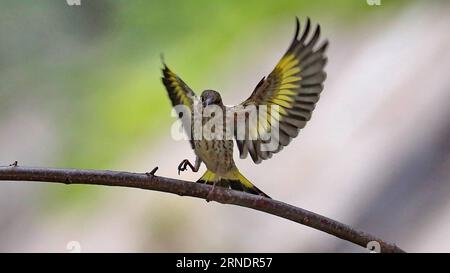 (160528) -- BEIJING, May 27, 2016 -- Photo taken on May 27, 2016 shows a goldfinch at the Beijing Botanical Garden in Beijing, capital of China. ) (zwx) CHINA-BEIJING-GOLDFINCH(CN) LiuxXianguo PUBLICATIONxNOTxINxCHN   160528 Beijing May 27 2016 Photo Taken ON May 27 2016 Shows a Gold Finch AT The Beijing Botanical Garden in Beijing Capital of China zwx China Beijing Gold Finch CN LiuxXianguo PUBLICATIONxNOTxINxCHN Banque D'Images