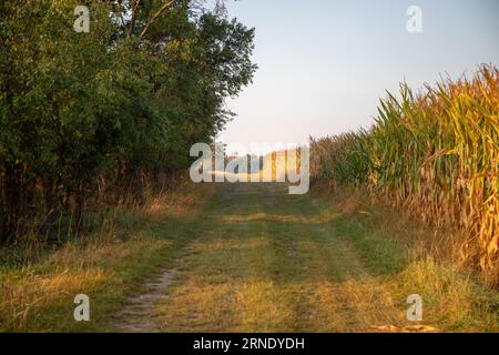 Sentier de champ à la lisière de la forêt en été Banque D'Images