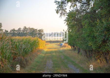 Sentier de champ à la lisière de la forêt en été Banque D'Images