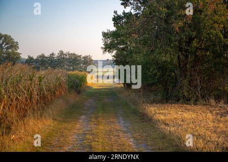 Sentier de champ à la lisière de la forêt en été Banque D'Images