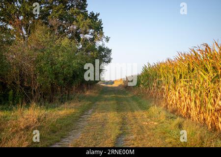 Sentier de champ à la lisière de la forêt en été Banque D'Images