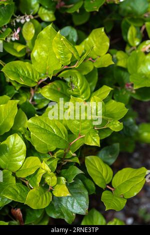 Feuilles de salal ou Shallon (Gaultheria shallon) Banque D'Images