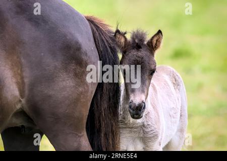 Un portrait d'une belle jument de couleur dun d'un cheval islandais près de son mignon petit poulain de couleur dun Banque D'Images