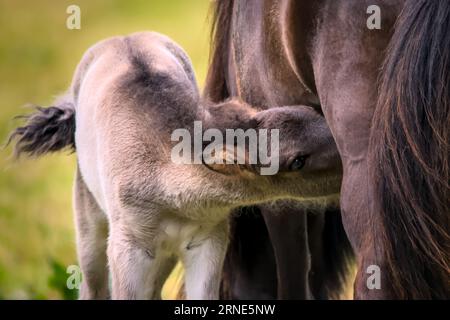 Un portrait d'une belle jument de couleur dun d'un cheval islandais près de son mignon petit poulain de couleur dun Banque D'Images