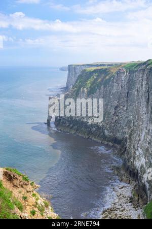 Falaises de Bempton falaises de craie de Bempton Réserve RSPB Bempton East Riding of Yorkshire Coast Angleterre uk gb Europe Banque D'Images