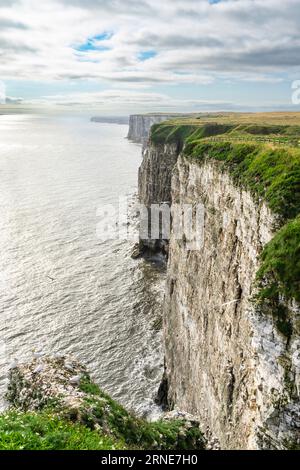 Falaises de Bempton falaises de craie de Bempton Réserve RSPB Bempton East Riding of Yorkshire Coast Angleterre uk gb Europe Banque D'Images