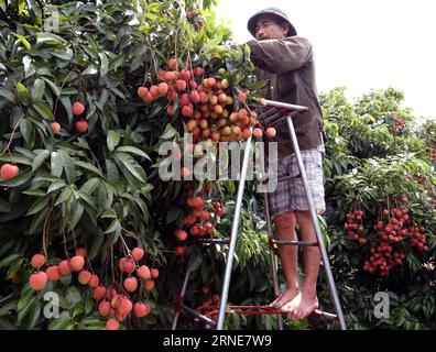 (160613) -- HANOI, 13 juin 2016 -- Un agriculteur cueille des litchi dans le district de Thanh Ha, province de Hai Duong, Vietnam, le 13 juin 2016. Le litchi, célèbre pour son goût succulent au Vietnam, est principalement produit dans la province de bac Giang, la province de Hai Duong et la province de Hung yen. Cette année, la récolte précoce de litchi tombera le 5-20 juin tandis que la récolte principale durera du 20 juin au 25 juillet.)(zhf) VIETNAM-HAI DUONG-LITCHI-RÉCOLTE VNA PUBLICATIONxNOTxINxCHN 160613 Hanoi 13 2016 juin un agriculteur choisit Litchi dans Thanh Ha District province de Hai Duong Vietnam LE 13 2016 juin Litchi célèbre pour son succulent bouton à Vietna Banque D'Images