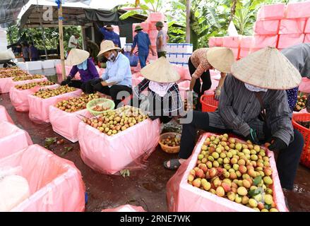 (160613) -- HANOI, June 13, 2016 -- Farmers package litchi for selling in Thanh Ha district, Hai Duong province, Vietnam, on June 13, 2016. Litchi, famous for its succulent taste in Vietnam, is mainly produced in Bac Giang province, Hai Duong province and Hung Yen province. This year s early litchi crop will fall on June 5-20 while the main crop will last from June 20 till July 25.)(zhf) VIETNAM-HAI DUONG-LITCHI-HARVEST VNA PUBLICATIONxNOTxINxCHN   160613 Hanoi June 13 2016 Farmers Package Litchi for Selling in Thanh Ha District Hai Duong Province Vietnam ON June 13 2016 Litchi Famous for its Stock Photo