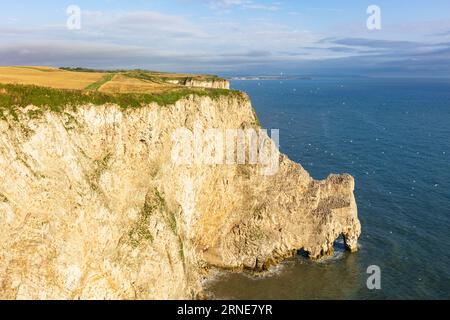 Falaises de Bempton falaises de craie de Bempton Réserve RSPB Bempton East Riding of Yorkshire Coast Angleterre uk gb Europe Banque D'Images