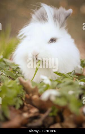 mignon lapin avec de la fourrure blanche moelleuse s'asseoir sur le champ vert et mange une lame d'herbe pendante hors de sa bouche Banque D'Images