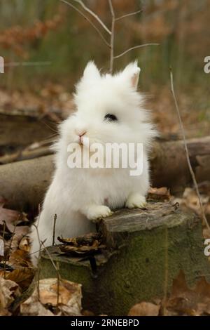 mignon lapin blanc avec les oreilles vers le haut écouter et regarder autour pour le danger et les friandises tout en ayant ses pattes sur la vieille souche d'arbre pourrie Banque D'Images