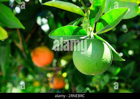 oranges vertes non mûres accrochées à l'arbre à côté des feuilles vertes, grandissant et mûrissant en fruits vitaminés sains sucrés pour devenir du jus Banque D'Images
