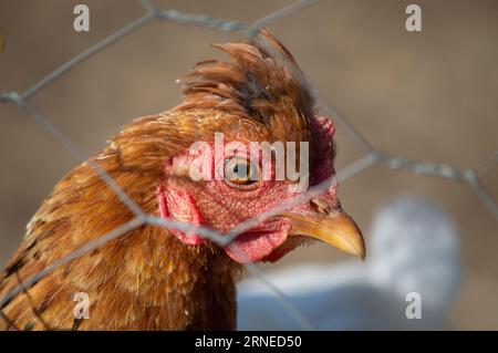 Une vue de profil en gros plan d'une poule rouge regardant à travers une clôture en grillage sur une ferme ensoleillée. Banque D'Images