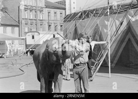 Actual 22 - 4 - 1974 : Junior chez LineElephant tamer Arild Arnardo - maintenant aussi comme clown. Il a repris le numéro de la célèbre Linon avec beaucoup de talent. Photo : Ivar Aaserud / Aktuell / NTB ***PHOTO NON TRAITÉE*** ce texte a été traduit automatiquement! Banque D'Images