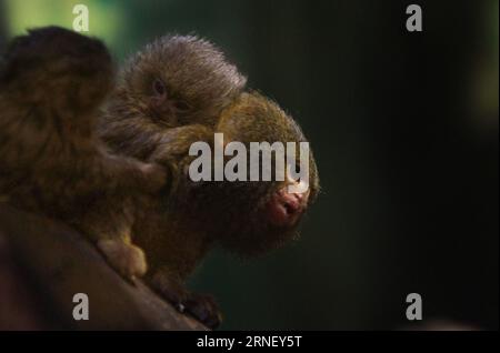 (160707) -- JÉRUSALEM, 7 juillet 2016 -- la photo prise le 7 juillet 2016 montre un singe pygmée marmouset de quatre semaines tenant le dos de son père au zoo biblique de Jérusalem le 7 juillet 2016. Le marmouset pygmée (Cebuella pygmaea) est un petit singe du Nouveau monde originaire des forêts tropicales du bassin de l'Amazone occidental en Amérique du Sud. Il est remarquable pour être le plus petit singe et l'un des plus petits primates dans le monde à un peu plus de 100 grammes (3,5 oz) (le lémurien de la souris de Madame Berthe est plus petit). JERUSALEM-ZOO-SINGES PYGMÉES GilxCohenxMagen PUBLICATIONxNOTxINxCHN 160707 Jérusalem juillet 7 2016 photo Banque D'Images