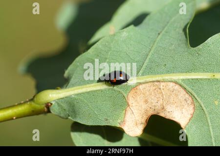 Coccinelle du pin (Exochomus quadripustulatus, Brumus quadripustulatus) Sous-famille des Chilocorinae. Famille des Coccinellidae. Sur le dessous d'un chêne endommagé l Banque D'Images