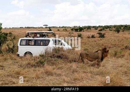 (160727) -- NAIROBI, 27 juillet 2016 -- des touristes prennent des photos d'un lion dans la réserve nationale du Maasai Mara, Kenya, le 24 juillet 2016. Le Kenya a enregistré des attaques minimales de la faune sauvage contre les humains à l'intérieur des parcs et des réserves de gibier grâce à des mesures solides qui incluent une vigilance accrue et une sensibilisation du public, a déclaré mardi un responsable. (wjd) KENYA-NAIROBI-WILDLIFE ATTACK-PREVENTION PanxSiwei PUBLICATIONxNOTxINxCHN 160727 Nairobi juillet 27 2016 les touristes prennent des photos d'un lion DANS la Réserve nationale du Maasai Mara Kenya juillet 24 2016 le Kenya a enregistré des attaques de la faune faible SUR les humains à l'intérieur des parcs et réserves de chasse grâce à Banque D'Images