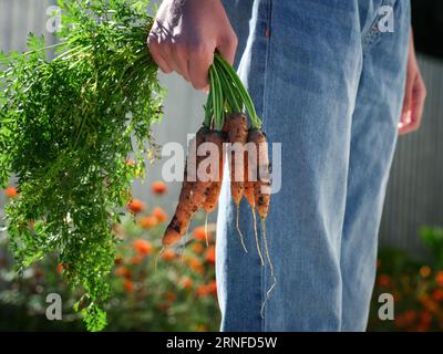 Un jeune homme tenant des carottes biologiques fraîchement récoltées dans sa main. Gros plan. Banque D'Images