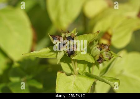 Plantes en gros plan avec des graines noires de merveille du Pérou, fleur de quatre heures (mirabilis jalapa) sur un fond blanc. Jardin hollandais. Été, août. Banque D'Images