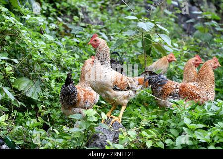 (160823) -- DAHUA, 23 août 2016 -- une photo prise le 17 août 2016 montre des poulets élevés sur la colline du village de Nongxiong, comté autonome de Dahua Yao, région autonome de Guangxi Zhuang, sud de la Chine. Le village de Nongxiong, situé dans les zones montagneuses du Guangxi, compte 123 familles vivant sous le niveau de pauvreté parmi ses près de 2000 villageois. LAN Zhiping, 28 ans, a trouvé un moyen de sortir les villageois de la pauvreté grâce à l’élevage de poulets. Cette année, il a créé une coopérative d’élevage de volailles avec quatre autres villageois, dans laquelle plus de 2 300 poulets sont élevés. Une base hachurée qui c Banque D'Images