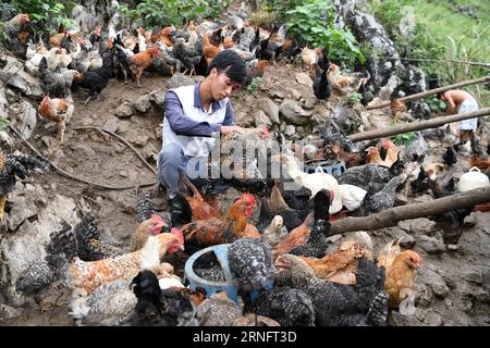 (160823) -- DAHUA, 23 août 2016 -- LAN Zhiping vérifie les poulets dans sa coopérative du village de Nongxiong, comté autonome de Dahua Yao, région autonome de Guangxi Zhuang, sud de la Chine, 11 août 2016. Le village de Nongxiong, situé dans les zones montagneuses du Guangxi, compte 123 familles vivant sous le niveau de pauvreté parmi ses près de 2000 villageois. LAN Zhiping, 28 ans, a trouvé un moyen de sortir les villageois de la pauvreté grâce à l’élevage de poulets. Cette année, il a créé une coopérative d’élevage de volailles avec quatre autres villageois, dans laquelle plus de 2 300 poulets sont élevés. Une base hachurée whic Banque D'Images