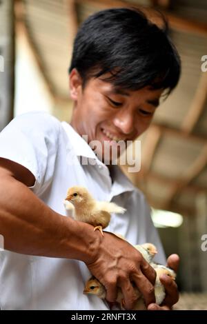 (160823) -- DAHUA, 23 août 2016 -- LAN Zhiping vérifie les bébés poussins dans un poulailler du village de Nongxiong, comté autonome de Dahua Yao, région autonome de Guangxi Zhuang, sud de la Chine, 17 août 2016. Le village de Nongxiong, situé dans les zones montagneuses du Guangxi, compte 123 familles vivant sous le niveau de pauvreté parmi ses près de 2000 villageois. LAN Zhiping, 28 ans, a trouvé un moyen de sortir les villageois de la pauvreté grâce à l’élevage de poulets. Cette année, il a créé une coopérative d’élevage de volailles avec quatre autres villageois, dans laquelle plus de 2 300 poulets sont élevés. Une base hachurée qui Banque D'Images