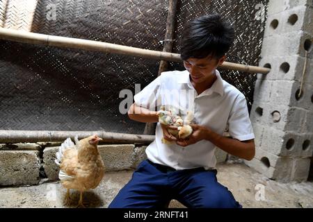 (160823) -- DAHUA, 23 août 2016 -- LAN Zhiping vérifie les bébés poussins dans un poulailler du village de Nongxiong, comté autonome de Dahua Yao, région autonome de Guangxi Zhuang, sud de la Chine, 17 août 2016. Le village de Nongxiong, situé dans les zones montagneuses du Guangxi, compte 123 familles vivant sous le niveau de pauvreté parmi ses près de 2000 villageois. LAN Zhiping, 28 ans, a trouvé un moyen de sortir les villageois de la pauvreté grâce à l’élevage de poulets. Cette année, il a créé une coopérative d’élevage de volailles avec quatre autres villageois, dans laquelle plus de 2 300 poulets sont élevés. Une base hachurée qui Banque D'Images