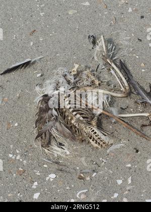 bird seagull carcass skeleton remains on the beach near Borssele, Zeeland, the Netherlands Stock Photo