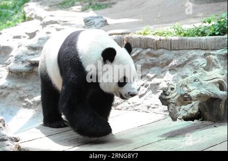 (160913) -- CHIANG MAI, 13 septembre 2016 -- le panda géant Chuang Chuang marche au zoo de Chiang Mai dans le nord de la Thaïlande, Chiang Mai, 13 septembre 2016. Chuang Chuang et Lin hui, un couple de panda géant expatrié de Chine, se sont installés au Zoo de Chiang Mai au nord de la Thaïlande depuis octobre 2003. Leur petit Lin Bing, né en mai 2009, est le premier panda géant né en Thaïlande. Actuellement, le couple vit toujours au zoo de Chiang Mai et continue d'attirer des fans et des visiteurs, tandis que Lin Bing avait été renvoyé en Chine en 2013. (Sxk) THAÏLANDE-CHIANG MAI-ZOO-GÉANT PANDA RachenxSageamsak PUBLICATIONxNOTxINxCHN Banque D'Images