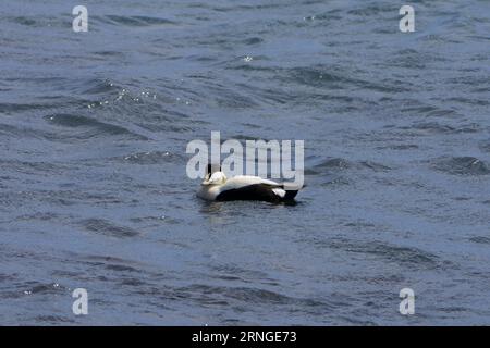 Somateria mollissima famille Anatidae genre Somateria Eider à bec commun oiseau nature sauvage dans la mer photographie, image, papier peint Banque D'Images