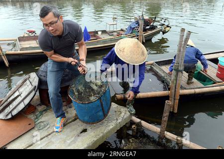 SUZHOU, le 23 septembre 2016 -- des pêcheurs récoltent des crabes chinois à moufles sur le lac Yangcheng à Suzhou, dans la province de Jiangsu, dans l est de la Chine, le 23 septembre 2016. La saison de récolte 2016 pour le crabe moufle chinois (Eriocheir sinensis) dans le lac Yangcheng, une importante région productrice, a débuté vendredi. Aussi connu sous le nom de grand crabe d'écluse, les crabes chinois à moufles sont appréciés par de nombreux amateurs de gourmets. (wx) CHINA-JIANGSU-YANGCHENG LAKE-CHINESE MOUFLES CRABE-MOISSON (CN) JixChunpeng PUBLICATIONxNOTxINxCHN Suzhou septembre 23 2016 pêcheurs récoltent des crabes moyens chinois SUR le lac Yang Cheng à Suzhou East China S Jiangsu province Banque D'Images