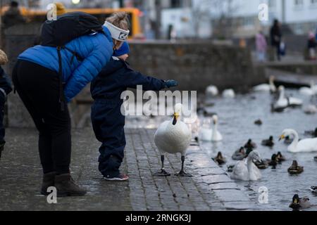 Petit garçon avec cygne blanc à Reykjavik Banque D'Images