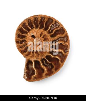Coquille fossile d'ammonite isolée sur fond blanc. Banque D'Images