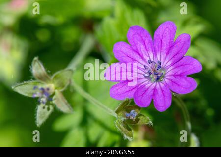 Macro shot d'un géranium de hérisson (Geranium pyrenaicum) en fleur Banque D'Images