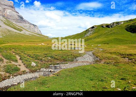 Paysage alpin suisse pittoresque avec des vaches de pâturage sur fond de hautes montagnes et de ciel bleu. Banque D'Images