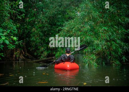 Homme inconnu dans un kayak rouge flottant vers une végétation luxuriante visible autour. Palmiers, mangroves, feuilles et autres plantes sous la pluie. Banque D'Images