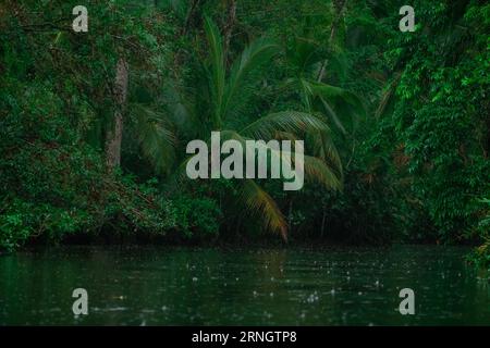 Vue de la rivière jungle vert foncé au costa rica avec une végétation luxuriante visible autour. Palmiers, mangroves, feuilles et autres plantes sous la pluie. Banque D'Images