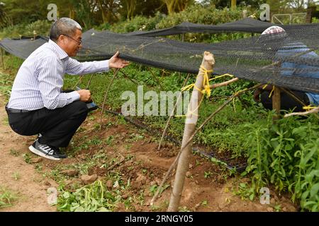 (161016) -- NAKURU, 16 octobre 2016 -- Liu Gaoqiong (L), un expert chinois qui a introduit la première serre pour la plantation de tomates au Kenya en 1997, vérifie la stévia expérimentale plantée à l'Université Egerton de Nakuru, Kenya, le 13 octobre 2016. Alors que les relations sino-africaines se renforcent ces dernières années, de plus en plus de Chinois et d’entreprises investissent dans les pays africains avec leurs fonds, leurs connaissances et leurs compétences pour aider l’Afrique à lutter contre la pauvreté. KENYA-NAKURU-AGRICULTURE-CHINE-KENYA-COOPERATION SunxRuibo PUBLICATIONxNOTxINxCHN Nakuru OCT 16 2016 Liu l un expert chinois qui a présenté Th Banque D'Images