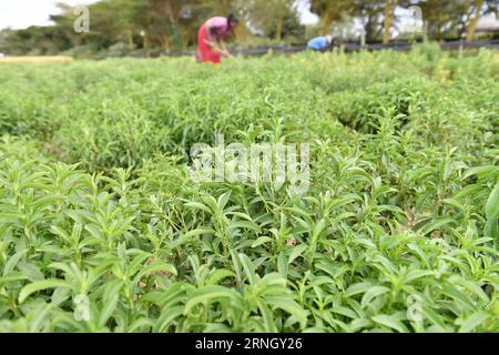 (161016) -- NAKURU, Oct. 16, 2016 -- Photo taken on Oct. 13, 2016 shows the experimental stevia field which is introduced by Chinese expert Liu Gaoqiong to Kenya at Egerton University in Nakuru, Kenya. As the Sino-African relations are getting stronger in recent years, more and more Chinese people and companies invest in African countries with their fund, knowledge and skills to help Africa fight against poverty. ) KENYA-NAKURU-AGRICULTURE-CHINA-KENYA-COOPERATION SunxRuibo PUBLICATIONxNOTxINxCHN   Nakuru OCT 16 2016 Photo Taken ON OCT 13 2016 Shows The Experimental Stevia Field Which IS introd Stock Photo