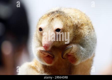 Ameisenbären im Zoo von Lima, Pérou (161020) -- LIMA, 19 octobre 2016 -- une photo prise le 19 octobre 2016 montre un fourmilier soyeux au zoo Huachipa de Lima, Pérou. Le zoo a présenté trois espèces de fourmiliers mercredi. Luis Camacho) (da) (fnc)(zcc) PÉROU-LIMA-ENVIRONMENT-FAUNA e LuisxCamacho PUBLICATIONxNOTxINxCHN fourmiliers dans le zoo de Lima Pérou Lima OCT 19 2016 photo prise LE 19 2016 OCT montre un fourmier soyeux AU zoo huachipa de Lima Pérou le zoo a présenté trois espèces de fourmiliers mercredi Luis Camacho FNC ZCC Pérou Lima Environnement faune e LuisxCamacho PUBLICATIONxNOTxINxCHN Banque D'Images