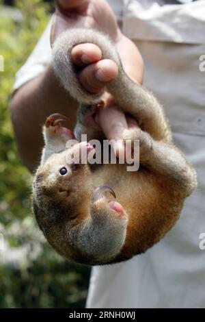 Ameisenbären im Zoo von Lima, Pérou (161020) -- LIMA, 19 octobre 2016 -- une photo prise le 19 octobre 2016 montre un fourmilier soyeux au zoo Huachipa de Lima, Pérou. Le zoo a présenté trois espèces de fourmiliers mercredi. Luis Camacho) (da) (fnc) PÉROU-LIMA-ENVIRONMENT-FAUNA e LuisxCamacho PUBLICATIONxNOTxINxCHN fourmiliers dans le zoo de Lima Pérou Lima OCT 19 2016 photo prise LE 19 2016 OCT montre un fourmier soyeux AU zoo huachipa de Lima Pérou le zoo a présenté trois espèces de fourmiliers mercredi Luis Camacho FNC Pérou Lima Environment Funa e LuisxCamacho PUBLICATIONxNOTxINxCHN Banque D'Images