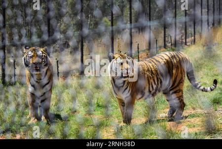 (161025) -- BETHLEHEM, Oct. 25, 2016 -- Photo taken on Oct. 25, 2016 shows two rescued tigers in its enclosure at Lionsrock Big Cat Sanctuary, Bethlehem of Free State Province, South Africa. Lionsrock Big Cat Sanctuary, which was established in 2006, is the largest one of its kind in South Africa in terms of the number of the rescued big cats. It has already rescued more than 90 big cats including lions, leopards, tigers and cheetahs in inadequate conditions in zoos, circuses or private captivities all over the world. The rescued animals are provided with a lifelong safe home and habitat appro Stock Photo