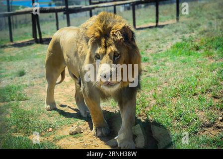 (161025) -- BETHLEHEM, Oct. 25, 2016 -- Photo taken on Oct. 25, 2016 shows a rescued lion in its enclosure at Lionsrock Big Cat Sanctuary, Bethlehem of Free State Province, South Africa. Lionsrock Big Cat Sanctuary, which was established in 2006, is the largest one of its kind in South Africa in terms of the number of the rescued big cats. It has already rescued more than 90 big cats including lions, leopards, tigers and cheetahs in inadequate conditions in zoos, circuses or private captivities all over the world. The rescued animals are provided with a lifelong safe home and habitat appropria Stock Photo