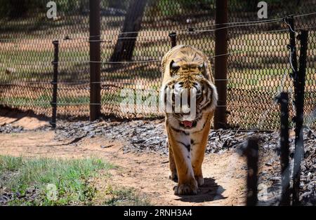 (161025) -- BETHLÉEM, 25 octobre 2016 -- une photo prise le 25 octobre 2016 montre un tigre sauvé dans son enclos au Lionsrock Big Cat Sanctuary, Bethléem, province de l'État libre, Afrique du Sud. Lionsrock Big Cat Sanctuary, qui a été créé en 2006, est le plus grand de son genre en Afrique du Sud en termes de nombre de grands félins secourus. Il a déjà sauvé plus de 90 grands félins, dont des lions, des léopards, des tigres et des guépards dans des conditions inadéquates dans des zoos, des cirques ou des captivités privées partout dans le monde. Les animaux secourus reçoivent une maison sûre et un habitat approprié pour toute la vie Banque D'Images