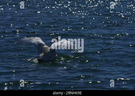 Cygnus cygnus famille Anatidae Genus Cygnus Young Whooper cygne nature sauvage photographie d'oiseaux, image, papier peint Banque D'Images