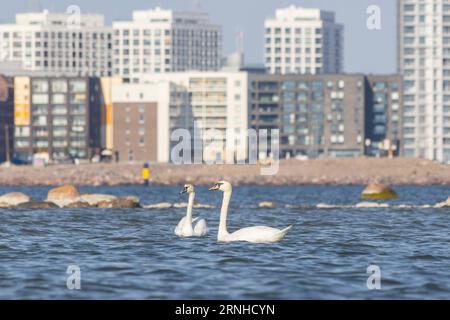 Cygnes muets à Helsinki, Finlande Banque D'Images